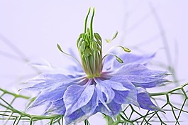 位圖 植物攝影 花卉 花朵 免費(fèi)素材
