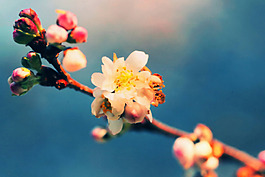 位圖 植物攝影 花卉 花朵 免費(fèi)素材