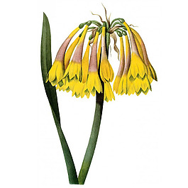 位圖 藝術(shù)效果 水彩 花卉 免費(fèi)素材