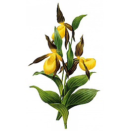 位圖 藝術(shù)效果 水彩 花卉 免費素材