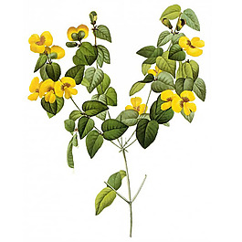 位圖 藝術(shù)效果 水彩 花卉 免費素材