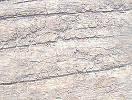 wood_skin_texture