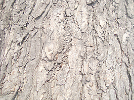 weathered_tree_bark