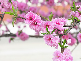 位圖 植物攝影 花卉 花朵 免費素材