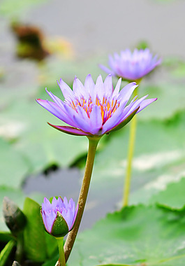 位圖 植物攝影 花卉 花朵 免費(fèi)素材
