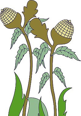 橡子花的植物