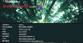 深綠森林個(gè)人簡(jiǎn)歷模板