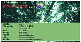 浅绿森林个人简历模板