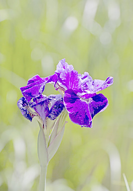 紫色的花