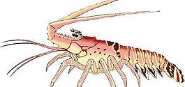 海洋生物