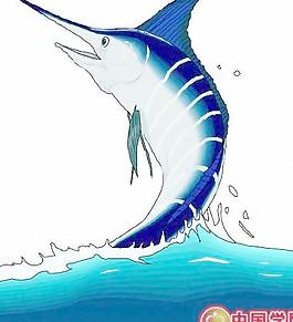 海洋生物