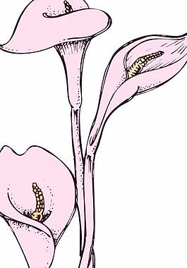 卡通花瓣矢量圖