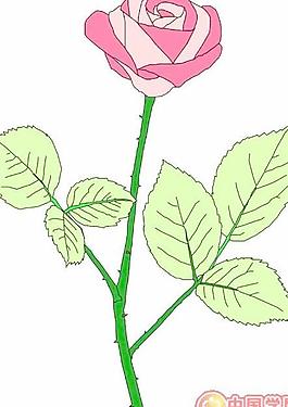 牡丹玫瑰菊花