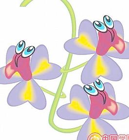牡丹玫瑰菊花
