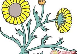 牡丹玫瑰菊花