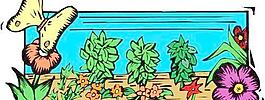 花草葉子樹葉