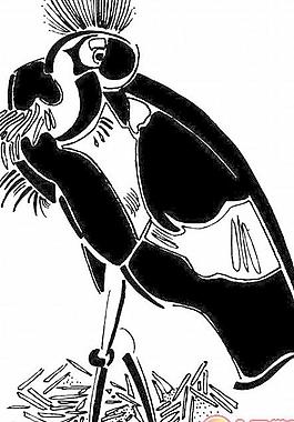 老鷹鴿子鳥類
