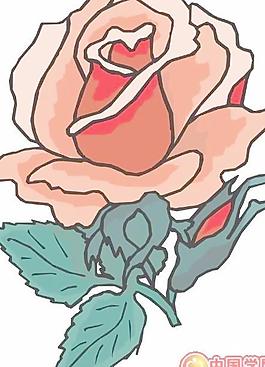 牡丹玫瑰菊花