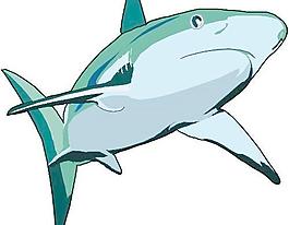 海鯊魚矢量圖