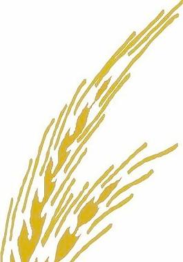 農(nóng)業(yè)莊稼農(nóng)田
