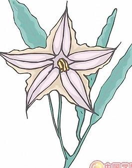 牡丹玫瑰菊花