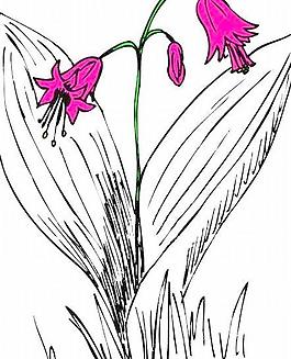 牡丹玫瑰菊花