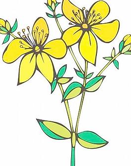 牡丹玫瑰菊花
