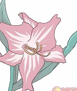 牡丹玫瑰菊花