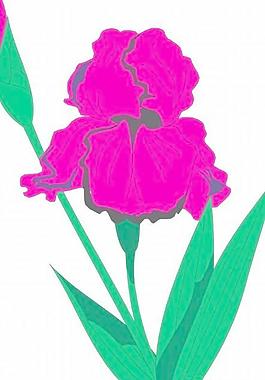 牡丹玫瑰菊花