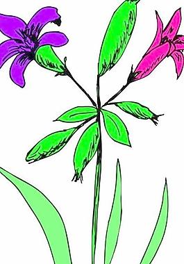 牡丹玫瑰菊花
