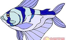 海洋生物