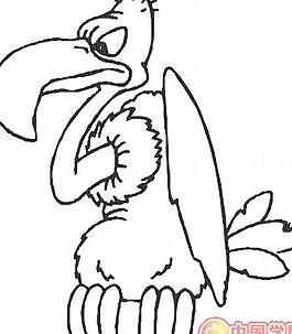 老鷹鴿子鳥類