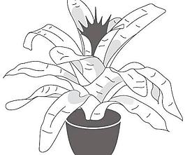 牡丹玫瑰菊花