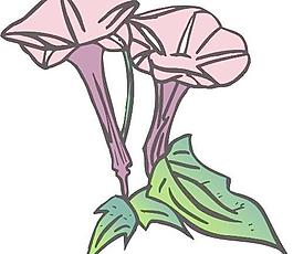牡丹玫瑰菊花