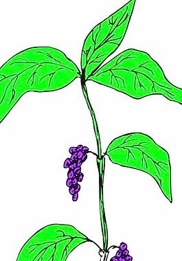 牡丹玫瑰菊花