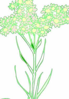 牡丹玫瑰菊花