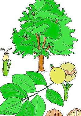 葉子樹葉花草