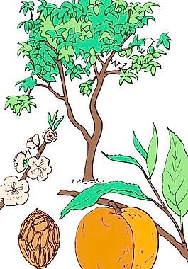 葉子樹葉花草