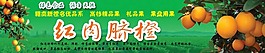 红肉橙子展板