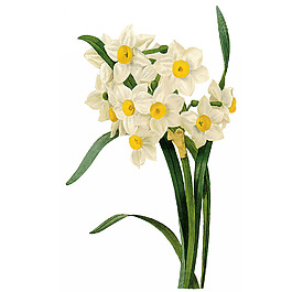 位圖 藝術(shù)效果 水彩 花卉 免費素材