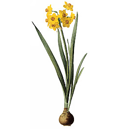 位圖 藝術(shù)效果 水彩 花卉 免費素材