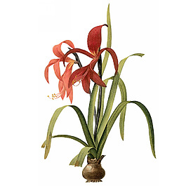 位圖 藝術(shù)效果 水彩 花卉 免費(fèi)素材