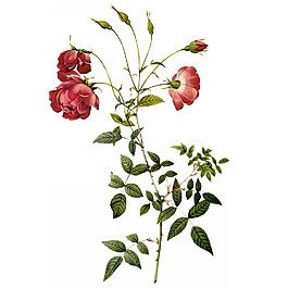 位圖 藝術(shù)效果 水彩 花卉 免費(fèi)素材