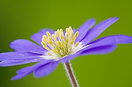 位圖 植物攝影 花卉 花朵 免費(fèi)素材
