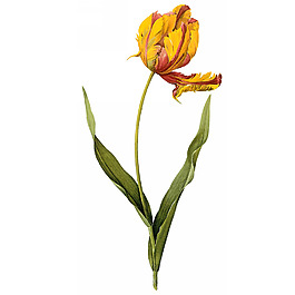 位圖 藝術(shù)效果 手繪 植物 免費(fèi)素材