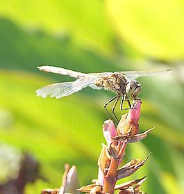 蜻蜓圖片