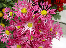 位圖 植物攝影 花卉 花朵 免費(fèi)素材