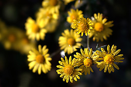 位圖 植物攝影 花卉 花朵 免費素材