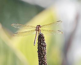 蜻蜓昆蟲(chóng)圖片