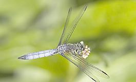 蜻蜓昆蟲(chóng)圖片